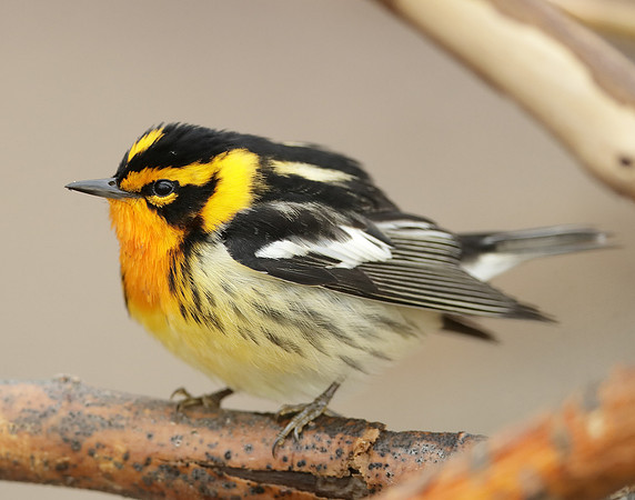Blackburnian Warbler  Setophaga fusca