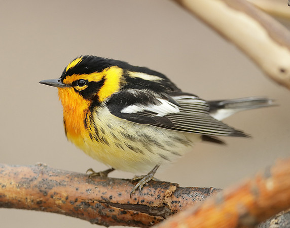 Blackburnian Warbler  Setophaga fusca