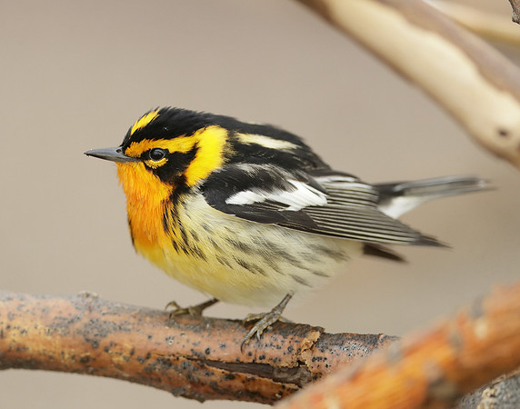 Blackburnian Warbler  Setophaga fusca