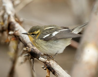 Blackburnian Warbler  Setophaga fusca