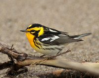 Blackburnian Warbler Setophaga fusca
