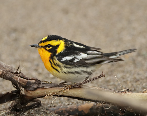 Blackburnian Warbler  Setophaga fusca