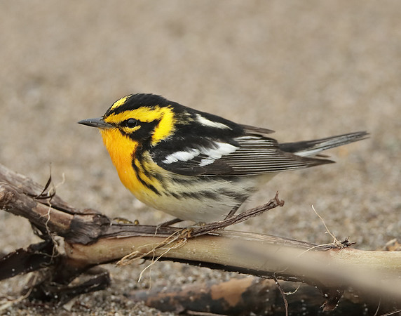 Blackburnian Warbler  Setophaga fusca