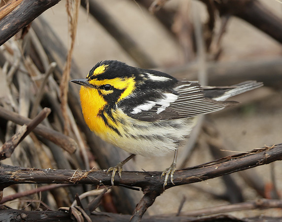 Blackburnian Warbler  Setophaga fusca