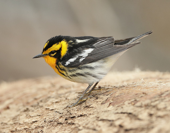 Blackburnian Warbler  Setophaga fusca