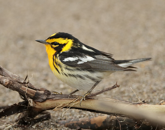 Blackburnian Warbler  Setophaga fusca