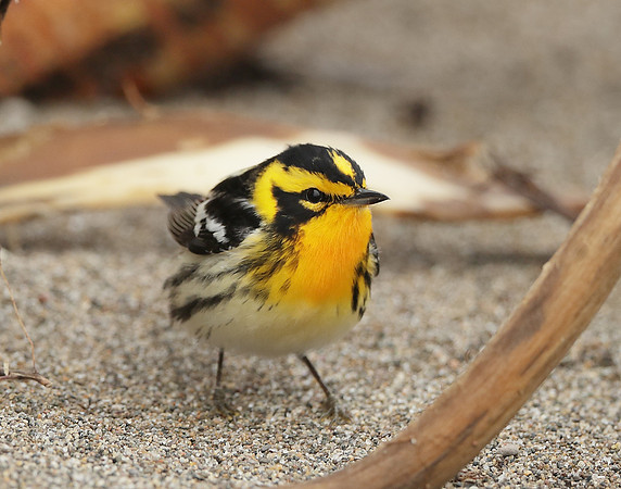Blackburnian Warbler  Setophaga fusca