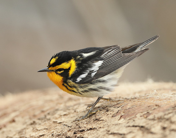 Blackburnian Warbler  Setophaga fusca