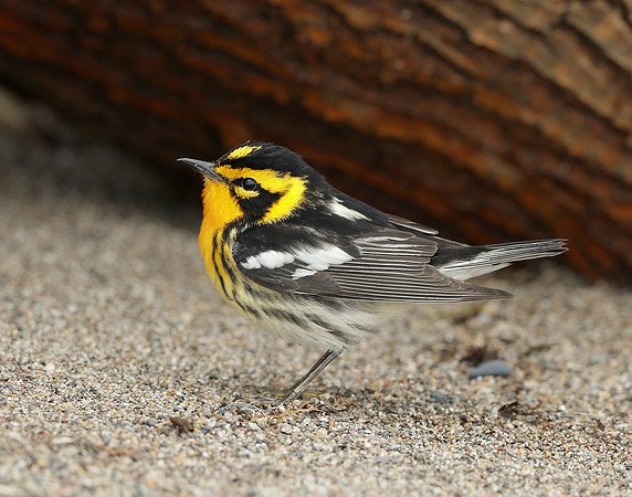 Blackburnian Warbler  Setophaga fusca
