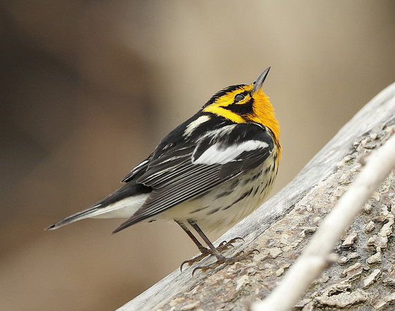 Blackburnian Warbler  Setophaga fusca