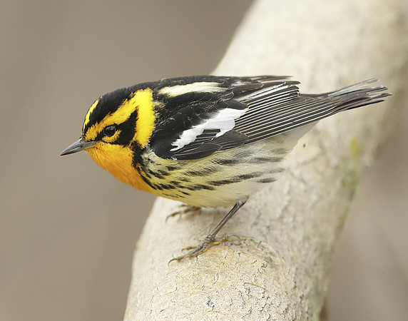 Blackburnian Warbler  Setophaga fusca