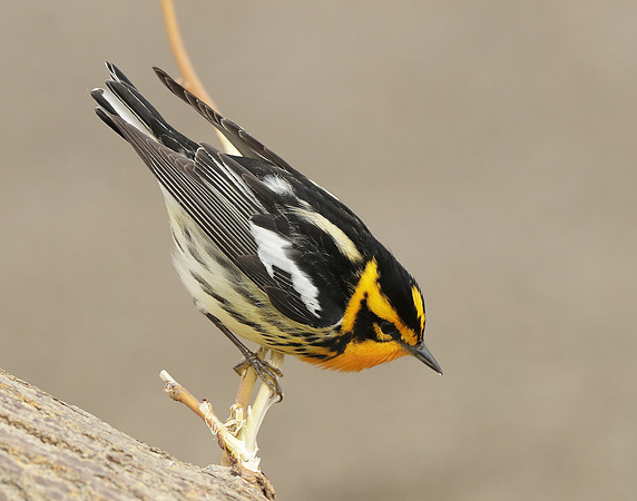 Blackburnian Warbler  Setophaga fusca