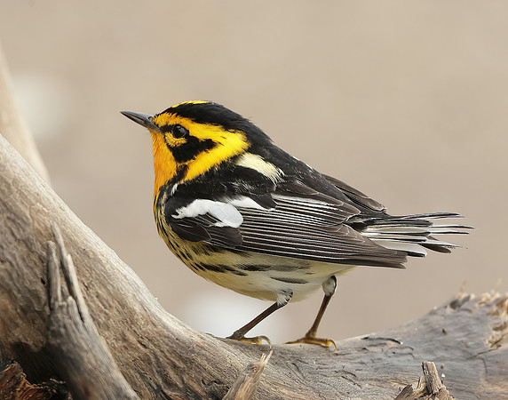 Blackburnian Warbler  Setophaga fusca