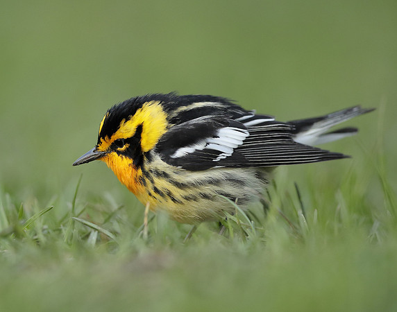 Blackburnian Warbler  Setophaga fusca