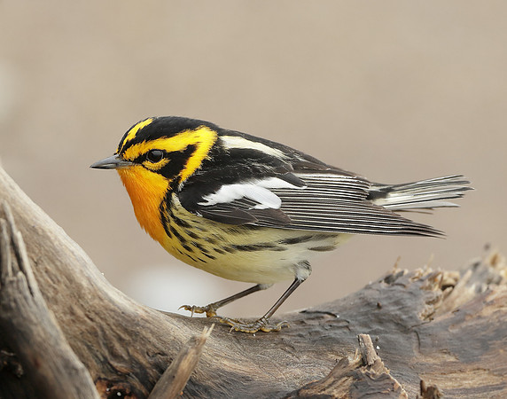 Blackburnian Warbler  Setophaga fusca