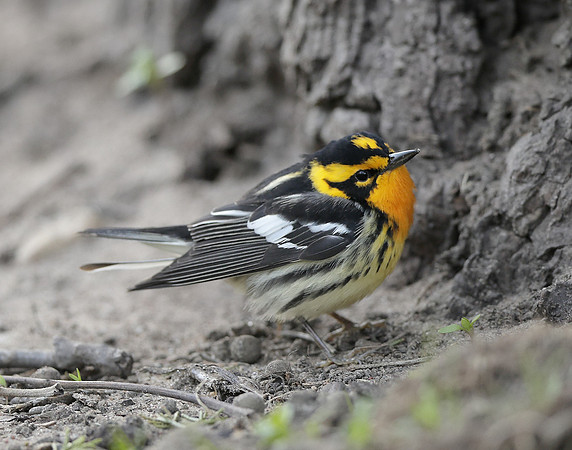 Blackburnian Warbler  Setophaga fusca
