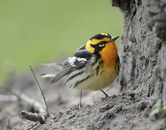Blackburnian Warbler  Setophaga fusca