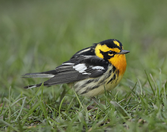Blackburnian Warbler  Setophaga fusca