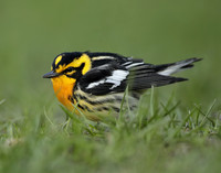 Blackburnian Warbler Setophaga fusca