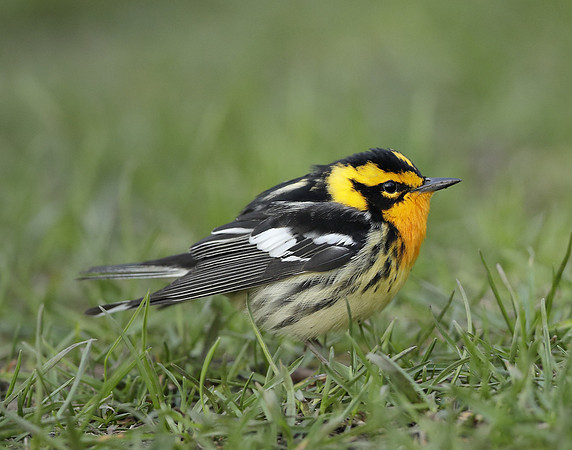 Blackburnian Warbler  Setophaga fusca