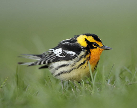 Blackburnian Warbler  Setophaga fusca