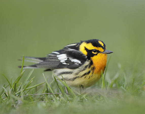 Blackburnian Warbler  Setophaga fusca