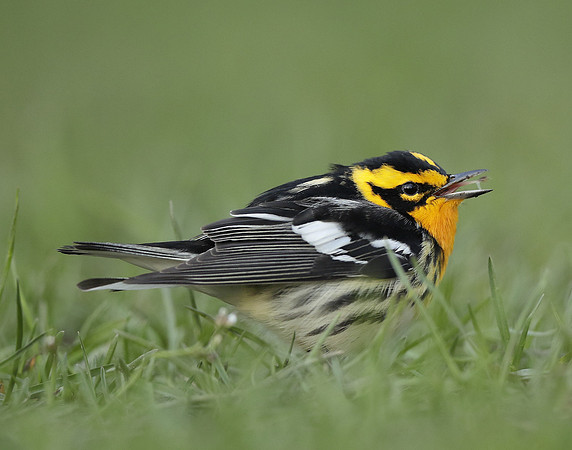 Blackburnian Warbler  Setophaga fusca