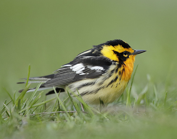 Blackburnian Warbler  Setophaga fusca