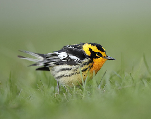 Blackburnian Warbler  Setophaga fusca