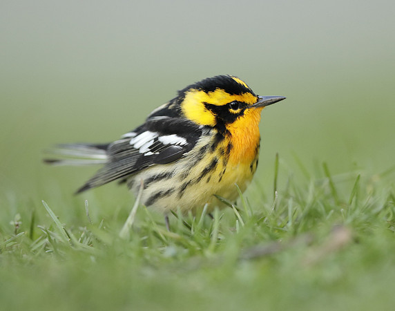Blackburnian Warbler  Setophaga fusca