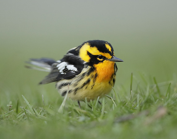 Blackburnian Warbler  Setophaga fusca