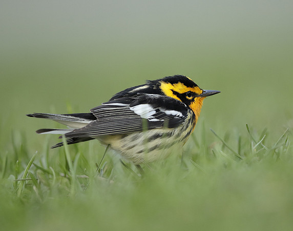 Blackburnian Warbler  Setophaga fusca