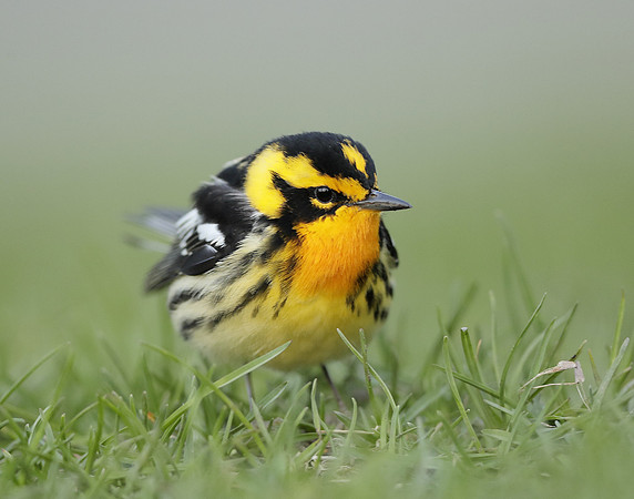 Blackburnian Warbler  Setophaga fusca