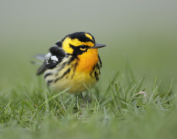 Blackburnian Warbler  Setophaga fusca
