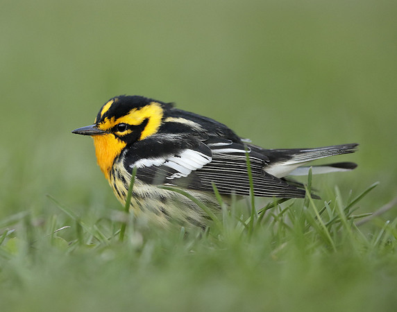Blackburnian Warbler  Setophaga fusca