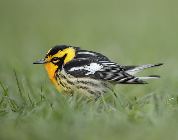 Blackburnian Warbler  Setophaga fusca