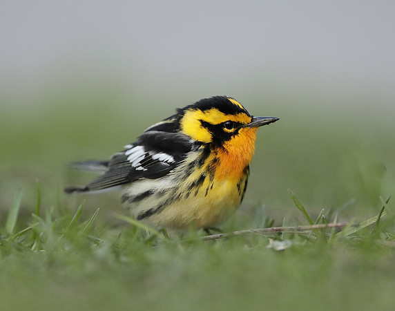 Blackburnian Warbler  Setophaga fusca