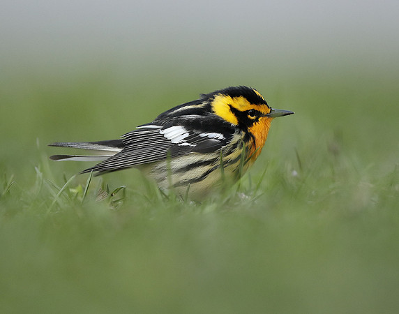 Blackburnian Warbler  Setophaga fusca