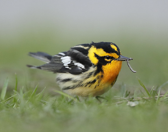 Blackburnian Warbler  Setophaga fusca