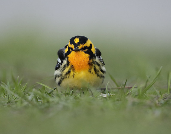 Blackburnian Warbler  Setophaga fusca