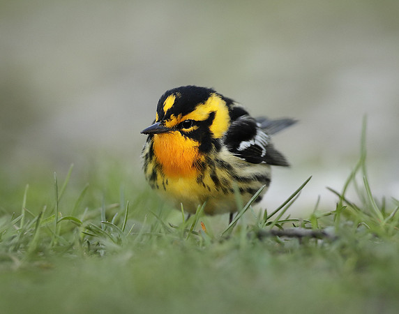 Blackburnian Warbler  Setophaga fusca