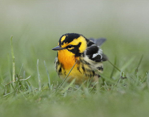 Blackburnian Warbler  Setophaga fusca