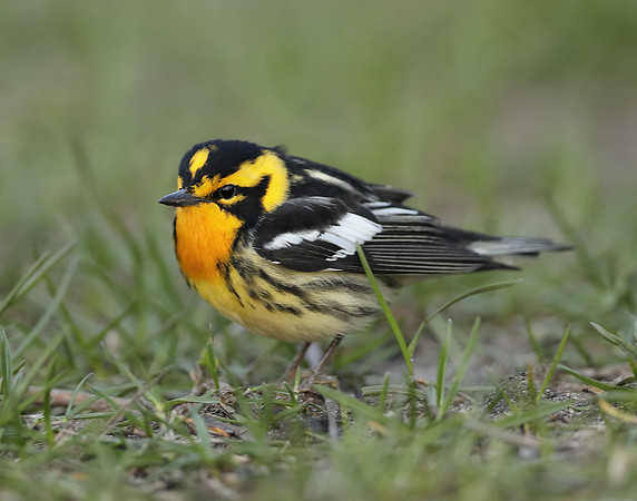 Blackburnian Warbler  Setophaga fusca