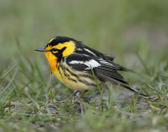 Blackburnian Warbler  Setophaga fusca