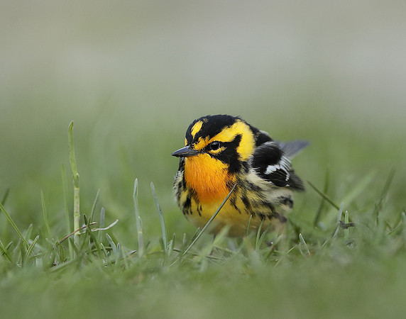 Blackburnian Warbler  Setophaga fusca
