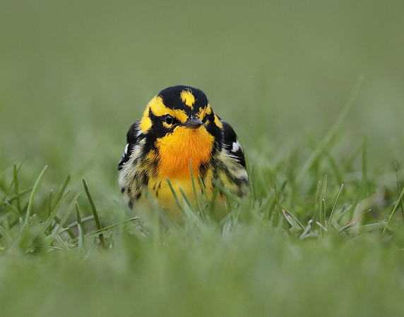 Blackburnian Warbler  Setophaga fusca