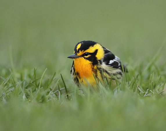 Blackburnian Warbler  Setophaga fusca