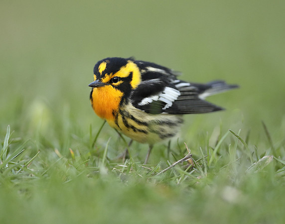 Blackburnian Warbler  Setophaga fusca