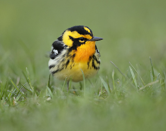 Blackburnian Warbler  Setophaga fusca