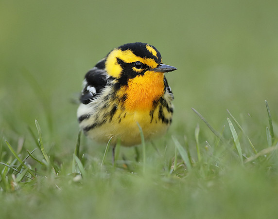 Blackburnian Warbler  Setophaga fusca
